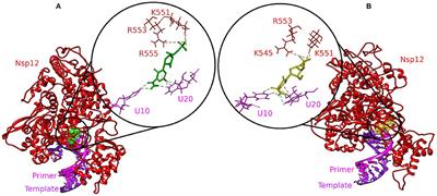 Bioactive Molecules of Tea as Potential Inhibitors for RNA-Dependent RNA Polymerase of SARS-CoV-2